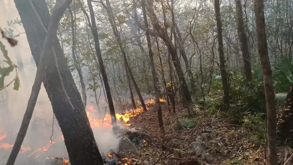 Combatientes trabajan para controlar incendios forestales en Chihuahua en zonas de Guachochi, Bocoyna y Balleza.