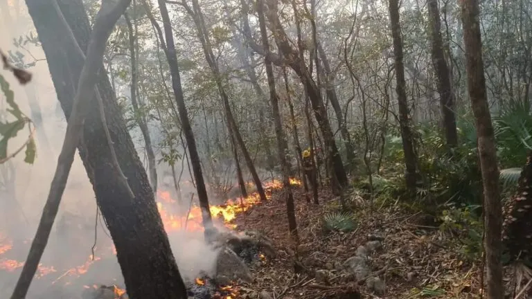 Combatientes trabajan para controlar incendios forestales en Chihuahua en zonas de Guachochi, Bocoyna y Balleza.