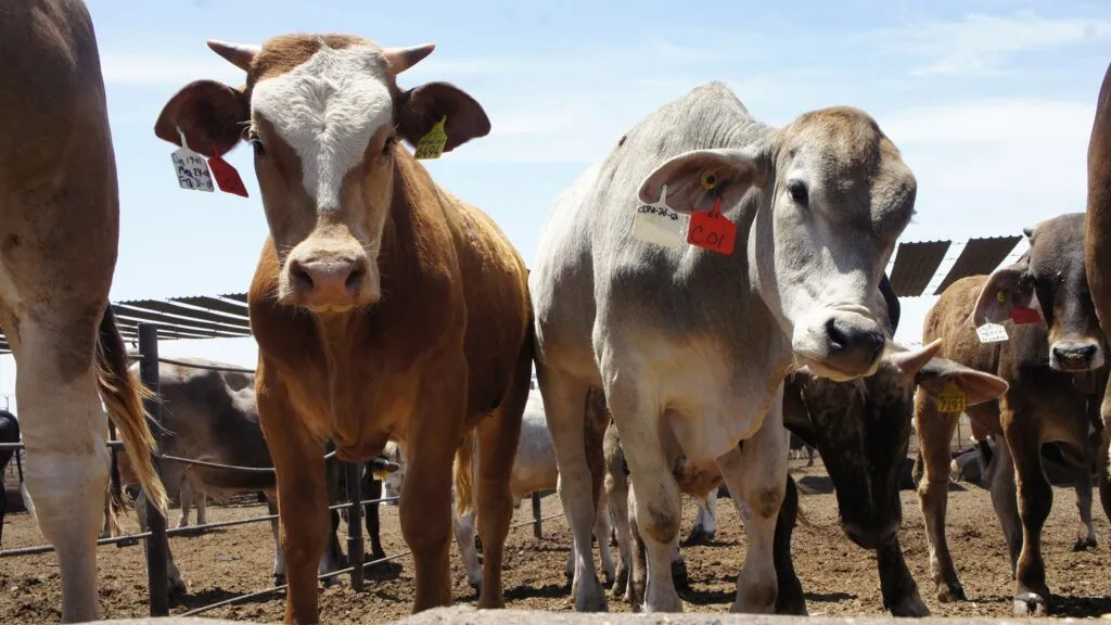 Ganado en rancho de Chihuahua bajo revisión sanitaria por casos de tuberculosis bovina detectados en el estado.