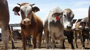Ganado en rancho de Chihuahua bajo revisión sanitaria por casos de tuberculosis bovina detectados en el estado.