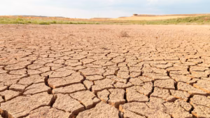 sequía en Chihuahua con tierras agrietadas y cultivos afectados por falta de agua
