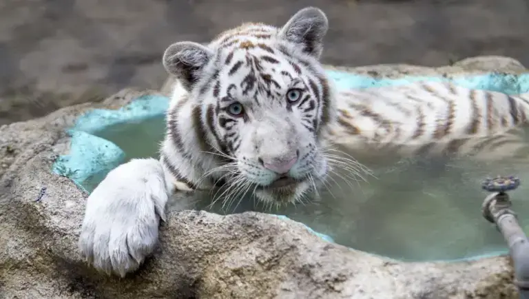 Tigre de Bengala en un centro de conservación.
