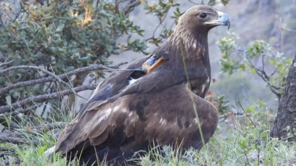 Águila real rehabilitada en Chihuahua recupera su capacidad de vuelo y llega hasta Arizona con seguimiento satelital