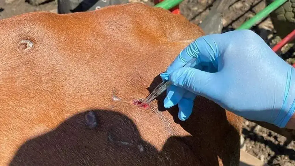 Médico veterinario inspecciona ganado tras la detección del primer caso de gusano barrenador en el municipio de Chihuahua.