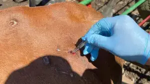 Médico veterinario inspecciona ganado tras la detección del primer caso de gusano barrenador en el municipio de Chihuahua.