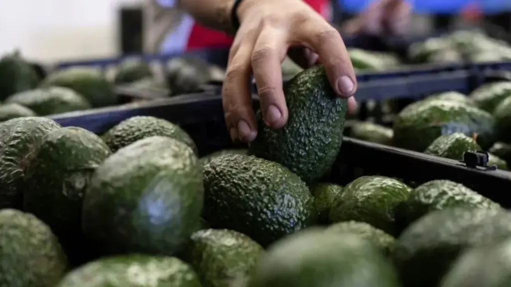 Huerto de aguacates en Michoacán con cajas listas para exportación mientras se mantiene la pausa en los envíos a Estados Unidos.