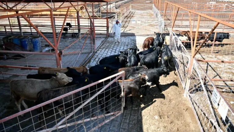 Exportación de ganado desde Chihuahua hacia Estados Unidos se reactiva con controles sanitarios por el gusano barrenador