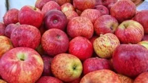 La actividad manzanera genera empleos y millones de pesos en la economía rural. Sin embargo, los costos de producción, las condiciones climáticas y la competencia comercial ponen presión sobre los productores.