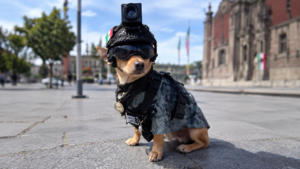 Perrito Chihuahua con uniforme de camuflaje, casco táctico, cámara y lentes oscuros en una plaza